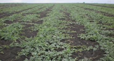 Jak ošetřit vodní melouny před chorobami a škůdci doma pro jejich léčbu